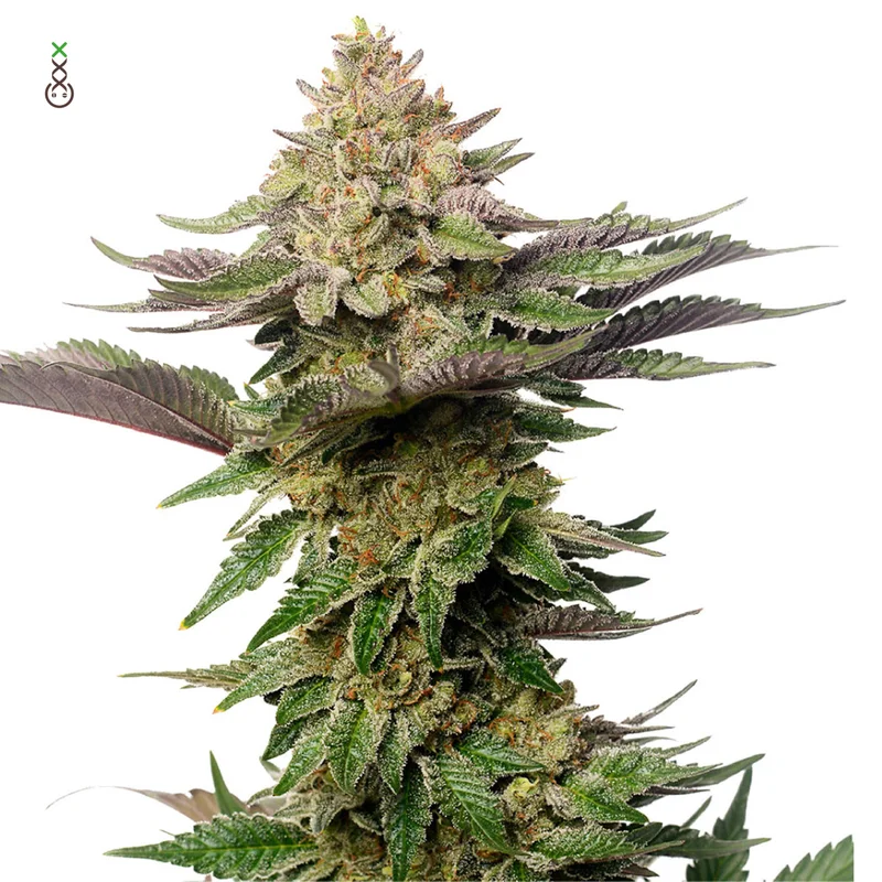 Strawberry Glue van Amsterdam Genetics