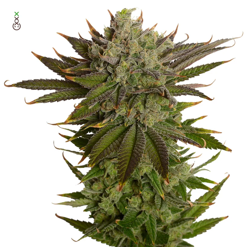 AK-020 van Amsterdam Genetics