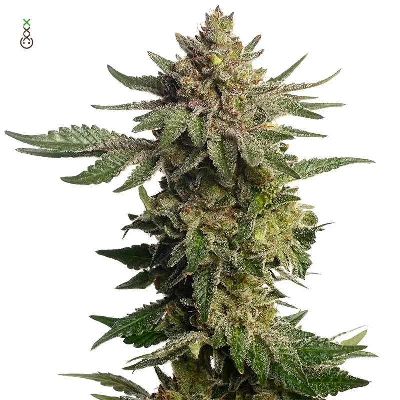 Green Magic van Amsterdam Genetics