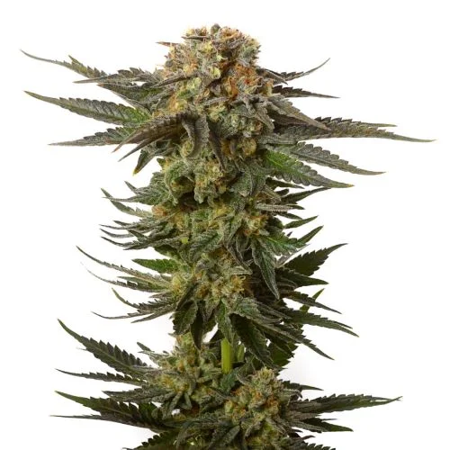 Moncherry van Amsterdam Genetics