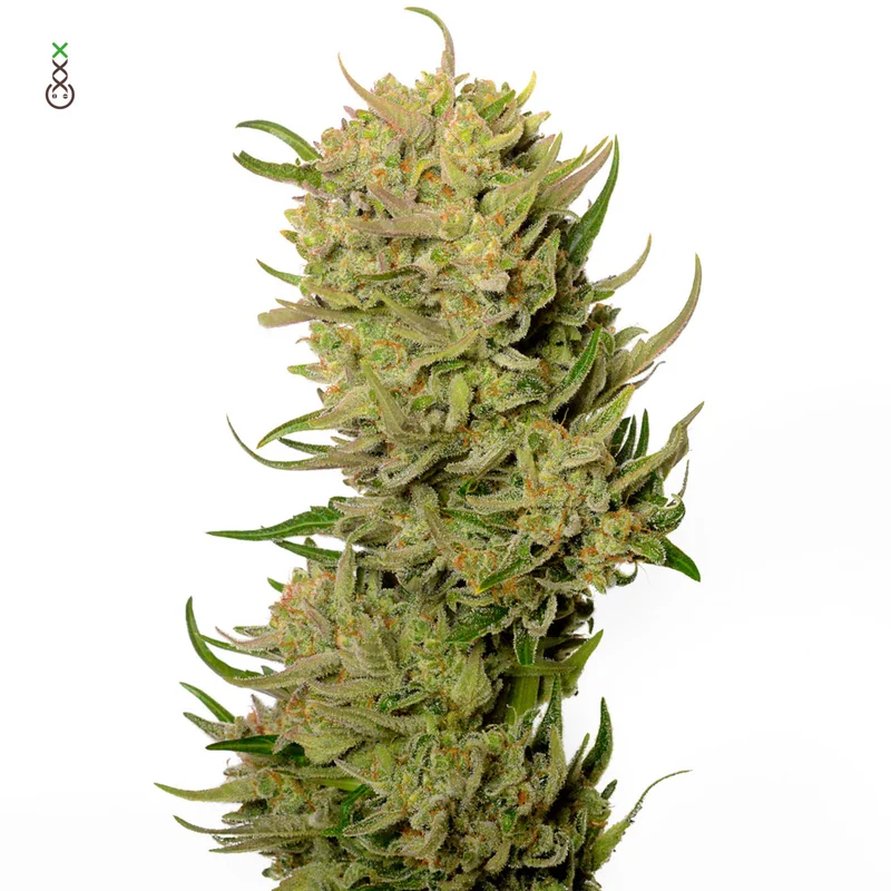 AK-020 van Amsterdam Genetics
