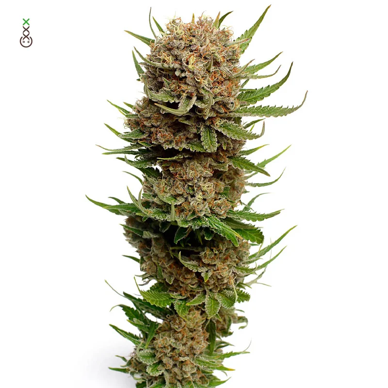 Candyfloss van Amsterdam Genetics
