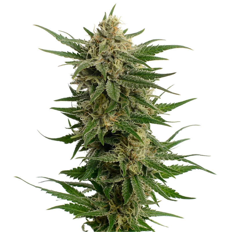 Dutch Duchess van Amsterdam Genetics