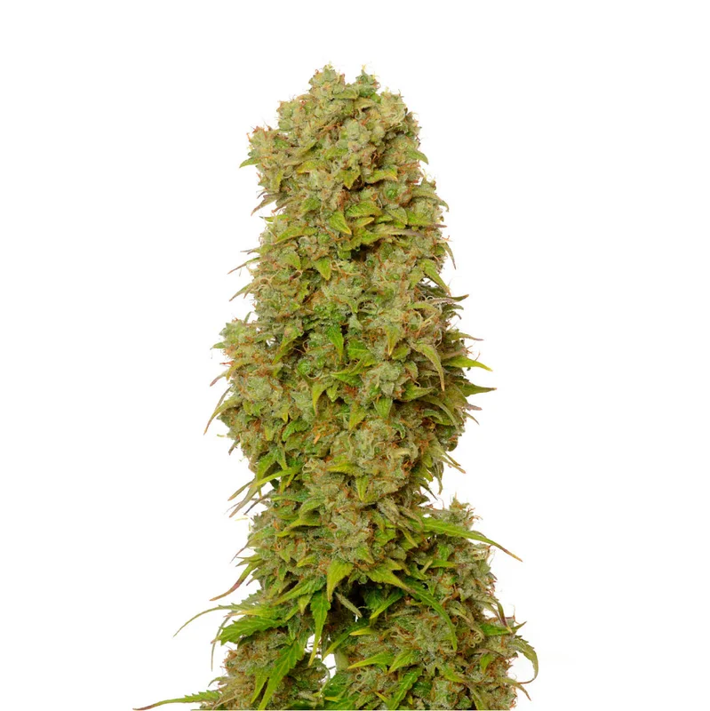 White Choco van Amsterdam Genetics