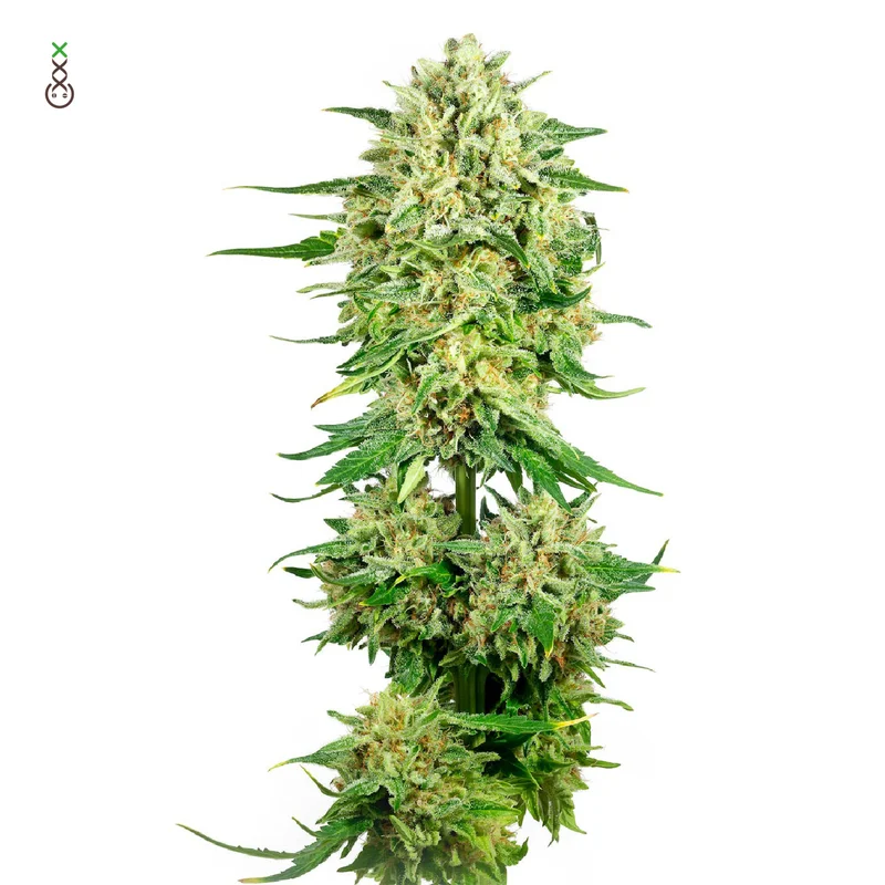 Royal Choco van Amsterdam Genetics