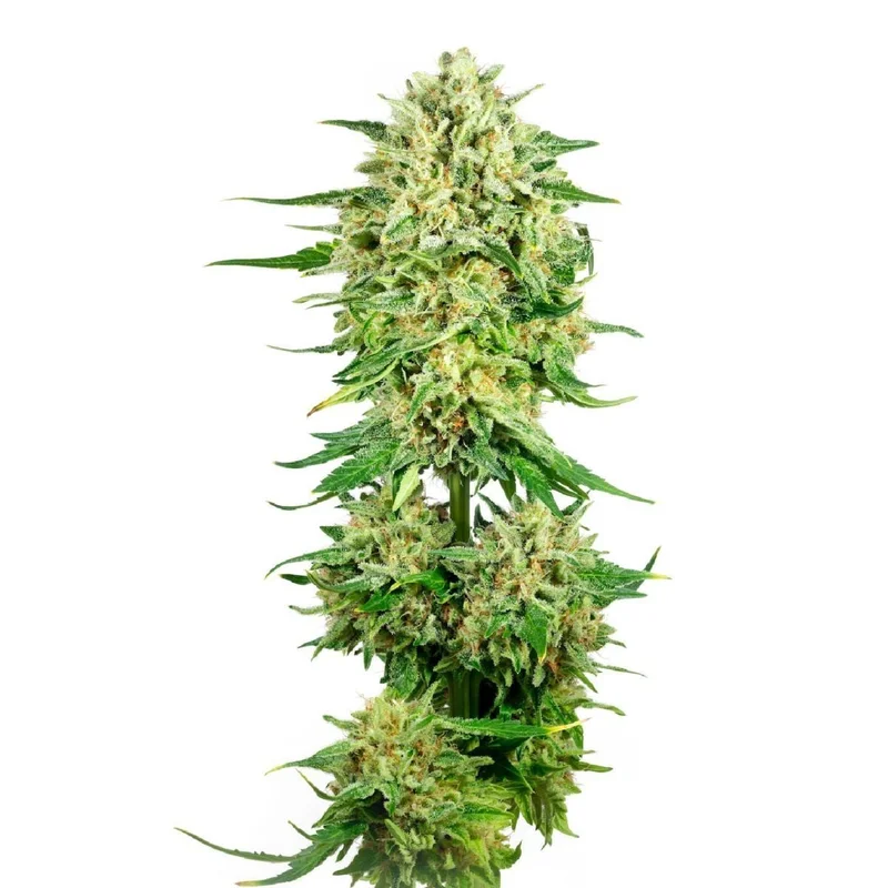 Royal Choco van Amsterdam Genetics