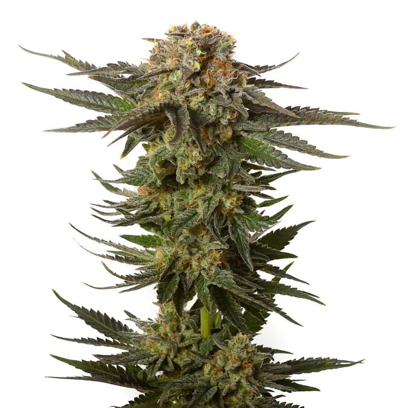 Moncherry van Amsterdam Genetics