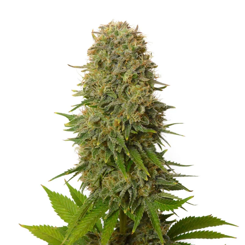 Amnesia Haze van Amsterdam Genetics