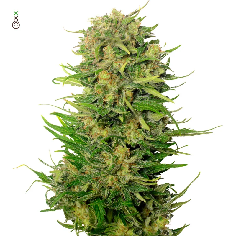 Choco Kush van Amsterdam Genetics
