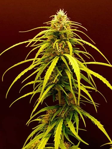Coco Mango van Amsterdam Seed Center
