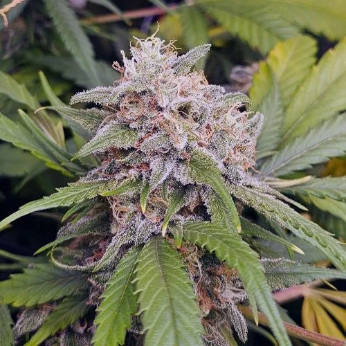 Amnesia Dulce 33 van Amsterdam Seed Center