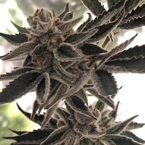 Do-Si-Dos Zkittlez van Amsterdam Seed Center