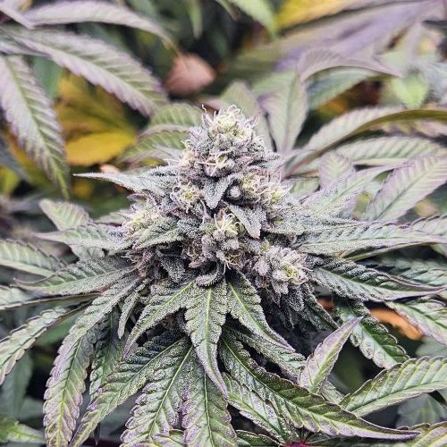 Apple Fritter Cookies van Amsterdam Seed Center
