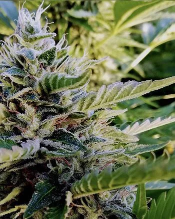 Nuttea Haze van Amsterdam Seed Center