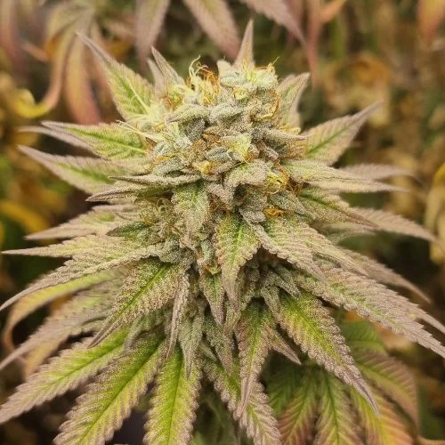 Super Monkey Haze van Amsterdam Seed Center
