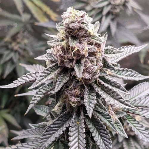 Tropicana Cookies van Amsterdam Seed Center