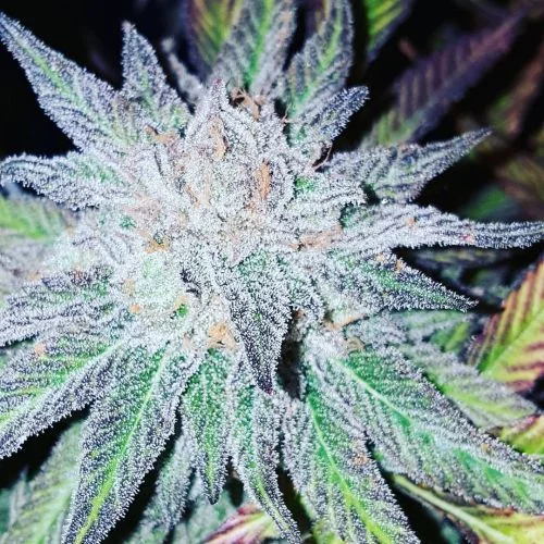 Purple Dream van Amsterdam Seed Center