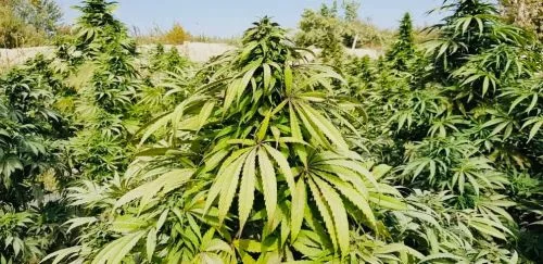Sholgar van Amsterdam Seed Center