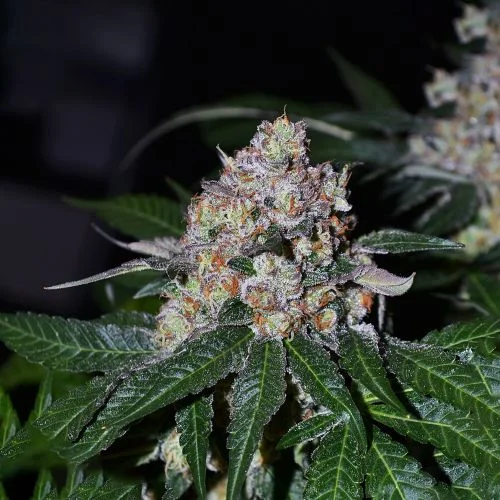 Frosty Acai Mintz van Amsterdam Seed Center