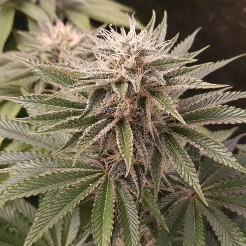 Funky Monkey Sour van Amsterdam Seed Center