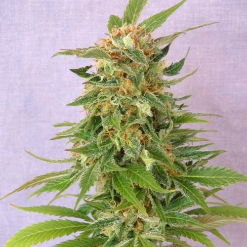 Ginger Punch van Amsterdam Seed Center