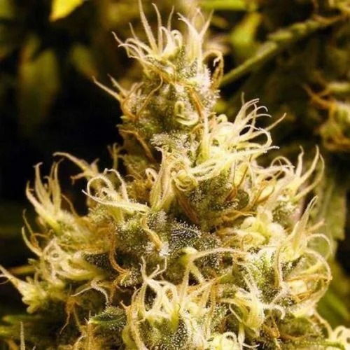 Wonder Woman van Amsterdam Seed Center