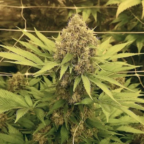 Candy Cream Cake van Amsterdam Seed Center