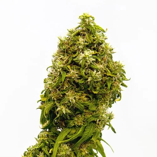 Swiss Dream CBD van Amsterdam Seed Center