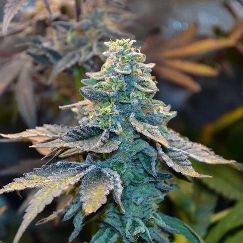 Velvet Candy Widow van Amsterdam Seed Center