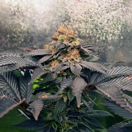 Grand Daddy Purpz van Amsterdam Seed Center