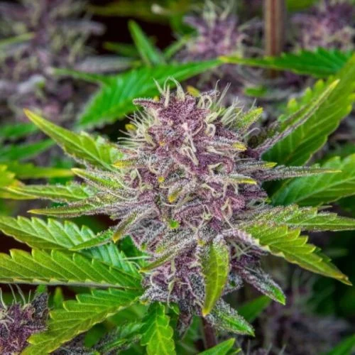 Purple Punch van Amsterdam Seed Center