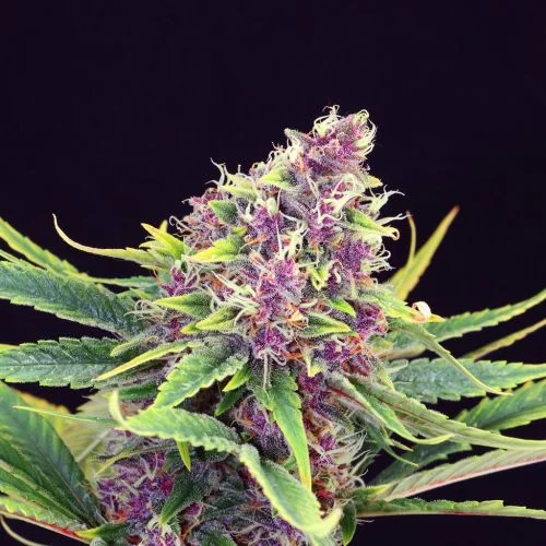 Purple Kush van Amsterdam Seed Center