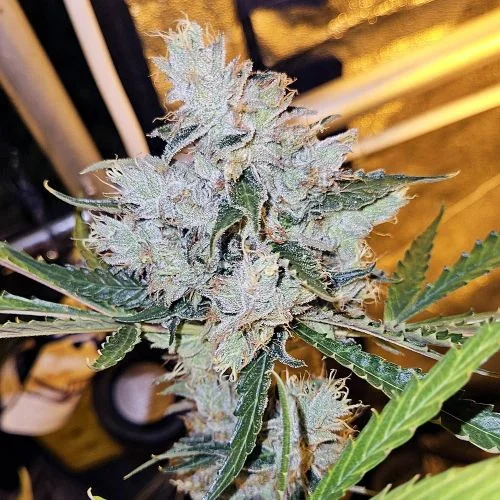 Zupreme Lime van Amsterdam Seed Center
