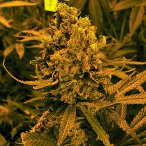 Blueberry van Amsterdam Seed Center