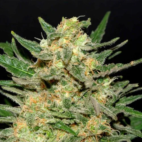 Thai Fantasy van Amsterdam Seed Center