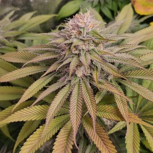 Blue Lagoon Haze van Amsterdam Seed Center