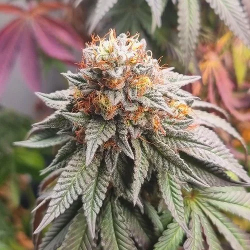 G13 x Dawg Haze v2 van Amsterdam Seed Center