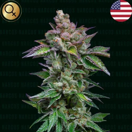 Strawberry Merengue van Amsterdam Seed Center