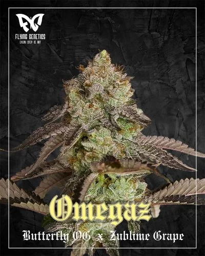 Omegaz van Amsterdam Seed Center