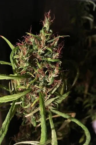 Malawi Gold van Amsterdam Seed Center