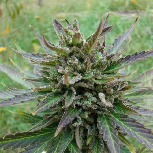 Kickass aka B. Lee van Amsterdam Seed Center