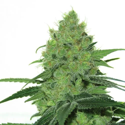 Douce Nuit van Amsterdam Seed Center