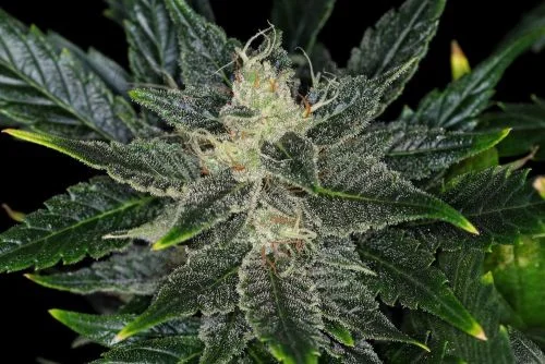 Gorilla King van Amsterdam Seed Center