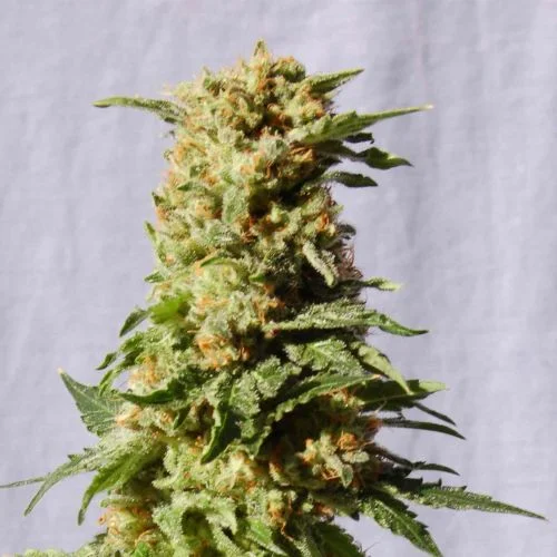 La Blanca van Amsterdam Seed Center