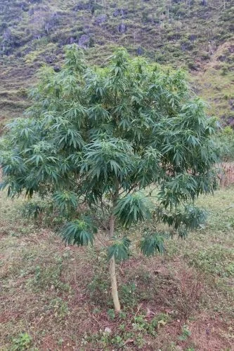 Vietnam Ha Giang van Amsterdam Seed Center