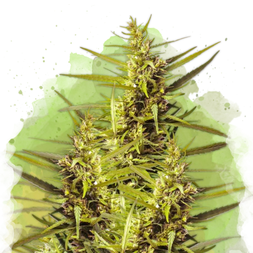 Blueberry Kush van Amsterdam Seed Center