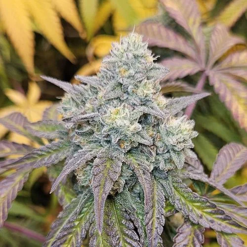 Gorilla Frittlez van Amsterdam Seed Center