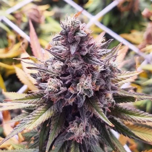 Banana Punch van Amsterdam Seed Center