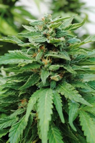 Karibbean Mango van Amsterdam Seed Center