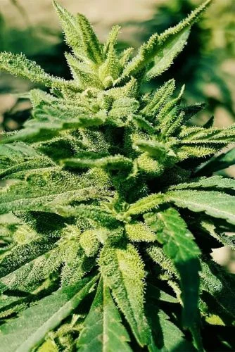 Hindu Kush van Amsterdam Seed Center